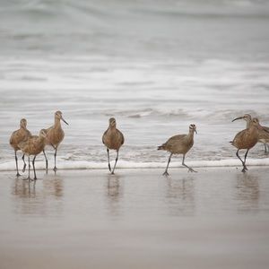 Meet your Posher, Janice